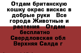 Отдам британскую кошку окрас вискас в добрые руки - Все города Животные и растения » Отдам бесплатно   . Свердловская обл.,Верхняя Салда г.